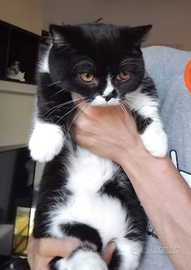 Munchkin gatto bassotto