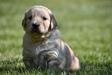 GOLDEN RETRIEVER cuccioli