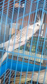 pappagalli