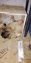 Cemani, cocincina nana e nanariccia, Cemani/marans