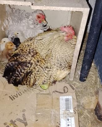 Cemani, cocincina nana e nanariccia, Cemani/marans