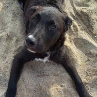 Incrocio maremmano pitbul