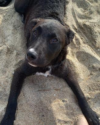 Incrocio maremmano pitbul