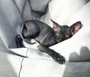 Sphynx