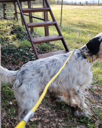 Setter inglese