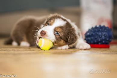 Pastori Australiani con pedigree