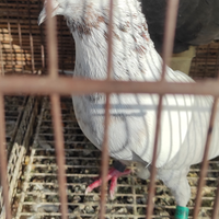 Colombi altovolanti pachistano