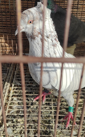 Colombi altovolanti pachistano