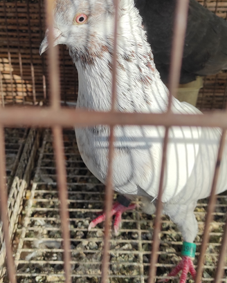 Colombi altovolanti pachistano