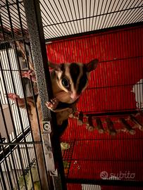 Petauri dello zucchero