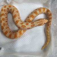 Serpente Muso di Porco