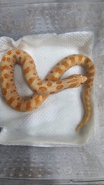 Serpente Muso di Porco