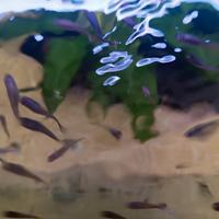 Pesci guppy. avanotti e adulti- Verona