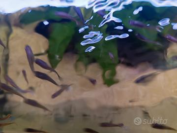 Pesci guppy. avanotti e adulti- Verona