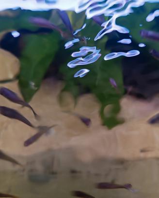 Pesci guppy. avanotti e adulti- Verona