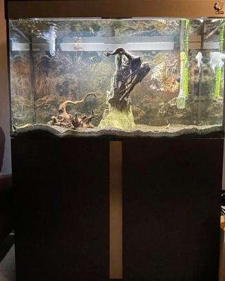 Acquario