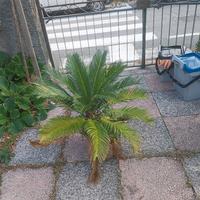 altra palma poco più giovane