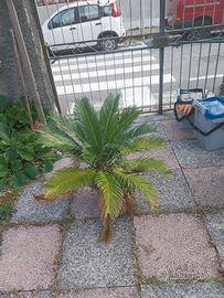 altra palma poco più giovane