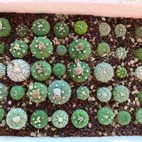 Piante grasse cactus giardino roccioso