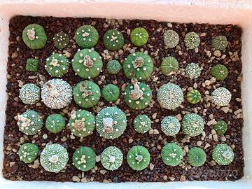 Piante grasse cactus giardino roccioso