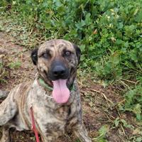 Cagnolino maschio giovane , meticcio tigrato