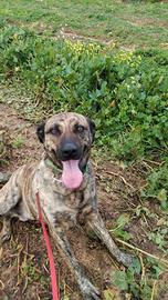 Cagnolino maschio giovane , meticcio tigrato