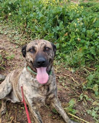 Cagnolino maschio giovane , meticcio tigrato