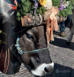 GRAN FESTA del DESMONTEGAR a PRIMIERO