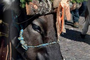 GRAN FESTA del DESMONTEGAR a PRIMIERO
