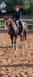 Quorter Horse