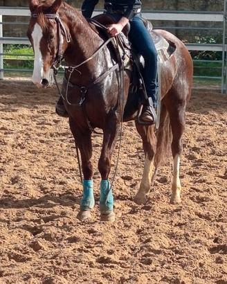 Quorter Horse