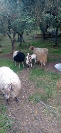 Pecore gravide e agnelli in blocco