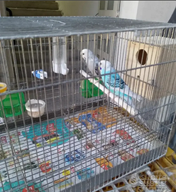 Cocoriti per riproduzione