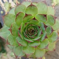 sempervivum tectorum 