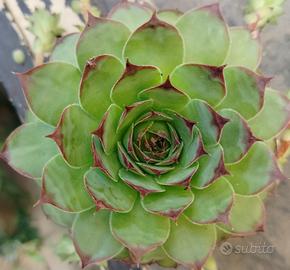 sempervivum tectorum 