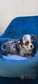 Chihuahua Toy baby Merle