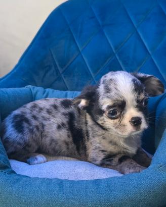 Chihuahua Toy baby Merle
