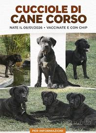 Cucciole Cane Corso