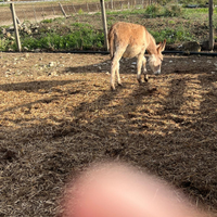 Asino sardo orginale