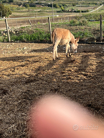 Asino sardo orginale