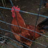 Galli