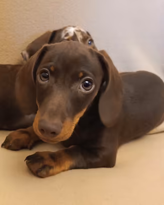 Bassotto Cioccolato taglia nana con Pedigree