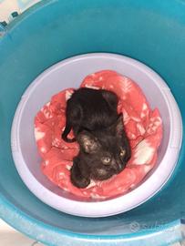 Micro gattino 2 mesi