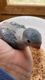 Pappagallo Derbiana a 3 imbeccate