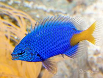 Pesce acquario marino