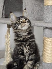 Cuccioli Maine Coon Vaccinati e sverminati pedigre