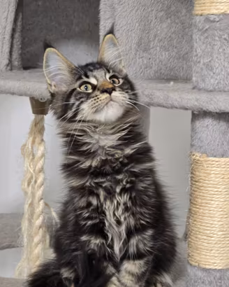 Cuccioli Maine Coon Vaccinati e sverminati pedigre