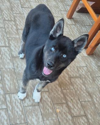 Siberian husky