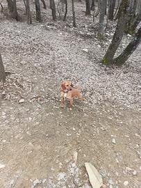 Cucciole maremmano