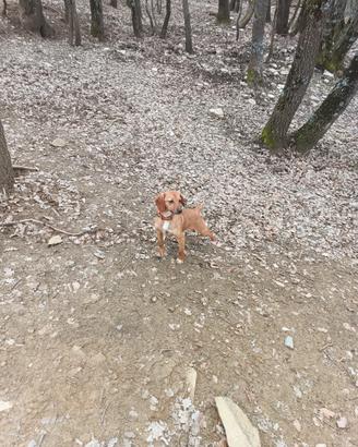 Cucciole maremmano